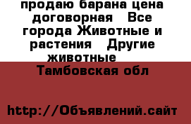 продаю барана цена договорная - Все города Животные и растения » Другие животные   . Тамбовская обл.